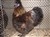 2011_0825sommarenbarnen0054.JPG