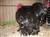 2011_0825sommarenbarnen0058.JPG