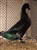 2011_0825sommarenbarnen0062.JPG