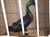 2011_0825sommarenbarnen0063.JPG