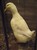 2011_0825sommarenbarnen0066.JPG