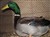 2011_0825sommarenbarnen0067.JPG
