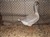 2011_0825sommarenbarnen0068.JPG
