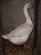 2011_0825sommarenbarnen0072.JPG