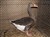 2011_0825sommarenbarnen0075.JPG