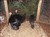 2011_0825sommarenbarnen0082.JPG