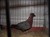 2011_0825sommarenbarnen0085.JPG