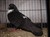 2011_0825sommarenbarnen0086.JPG